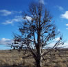 Shoe Tree, Oregon